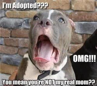 Adoptons! - Page 5 Adopted-dog